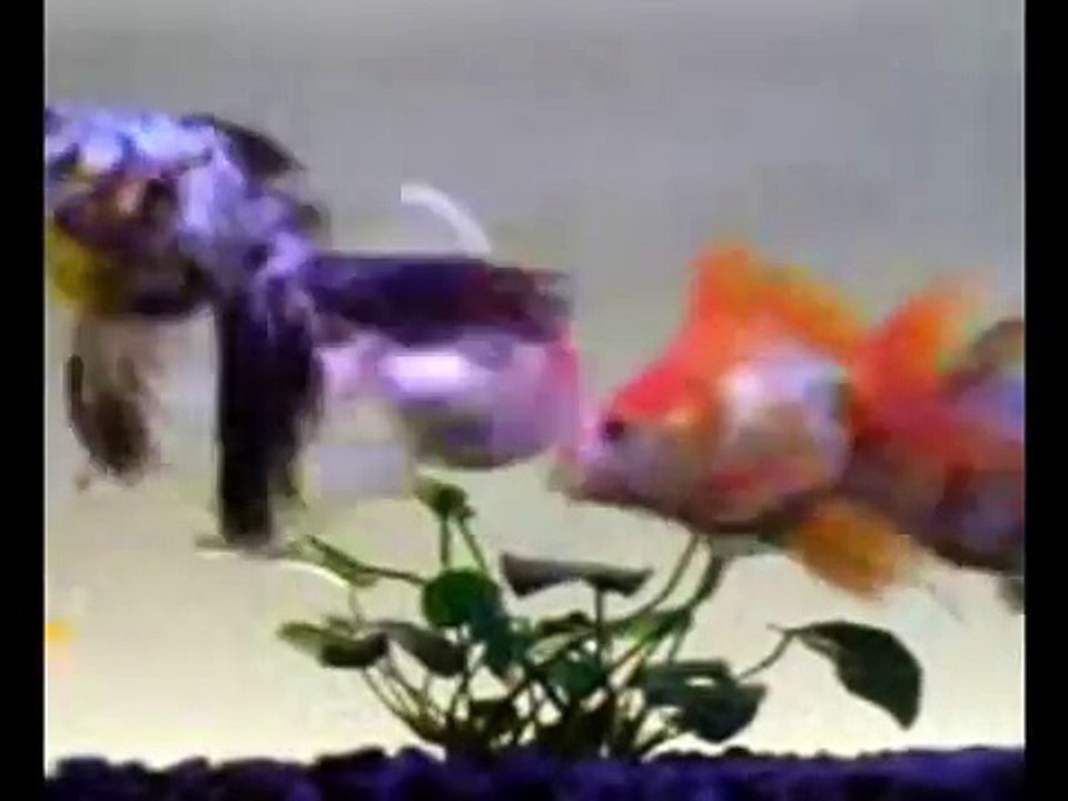 Goldfish