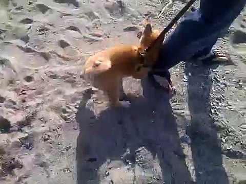 Shiba Inu meets Ocean