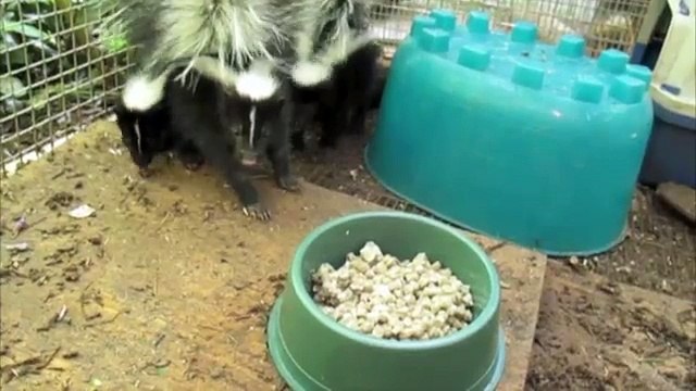 Skunk babies eating, Animal Advocates, Mary Cummins