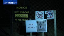 Lion mauls American tourist to death in South African park