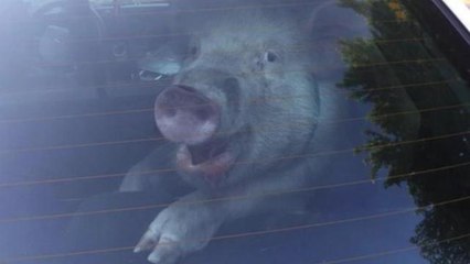 Pig turns cop car into pig pen
