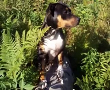 Am Staff & Staff Bull Terrier