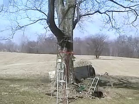 Crows Attack Turkey Vulture Fly with Red-tailed Hawks