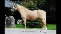 5yrs old Palomino Gelding for sale - German Riding Pony