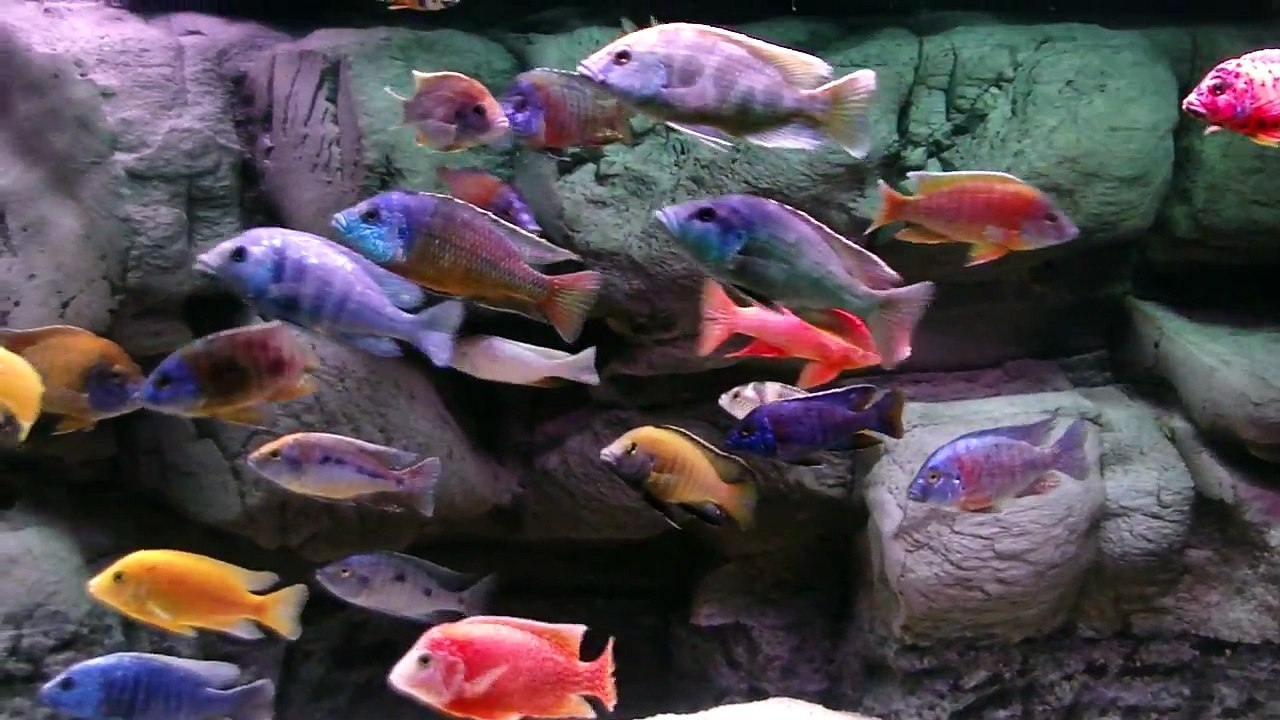 African Cichlid Malawi Peacock & Hap Show Tank Wide View. October 16, 2014