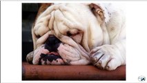 L'éternuement inversé chez le chien : reverse sneezing