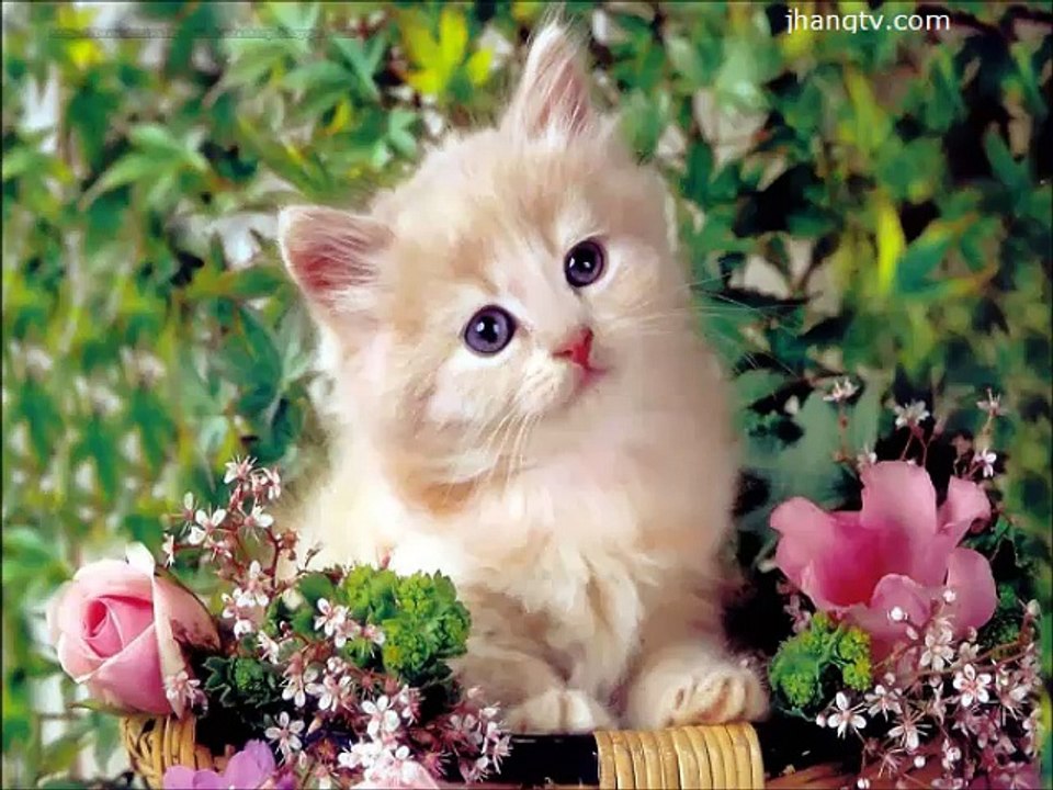cats best