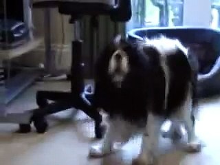 Beattie the cavalier king charles spaniel