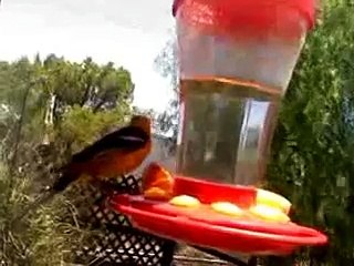 male Hooded Oriole (low res cellphone clip)