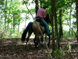 Buckle Up Miss Kitty BOMBPROOF Buckskin Gaited Trail Horse