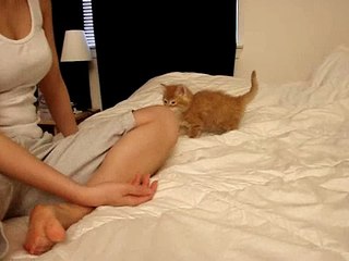 new fluffy tabby kitten