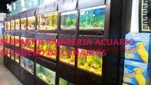 Peces agua fria-tropicales-venta-Acuario Mapache Argentina