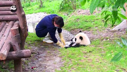 Panda Theatre   National Day