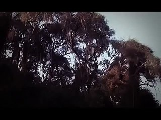 The Lives of Mountain Gorillas - Best Animal Documentary 2015 - Science Channel