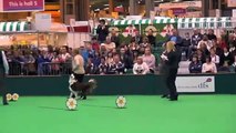 Sylvia Bishop &  Currahee Red Hot Magic - Chilli Crufts 2011 Obedience Championships