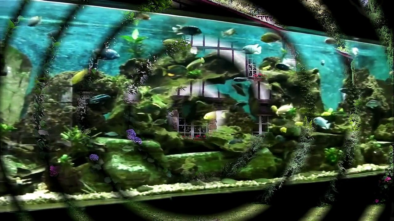 Aquarium 3000L de Cichlidés du Lac Malawi