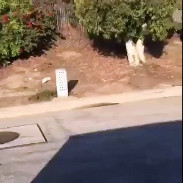 Ce motard fait un Wheeling avec deux Femmes sur sa Moto