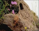Lagarto ocelado mantis - Luis Miguel Domínguez -Avatar