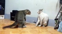 very funny cat fight viedo