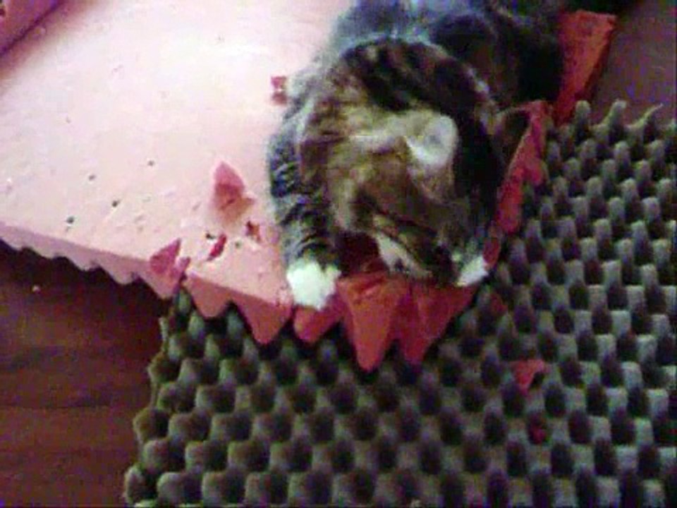 Ernesto the shredder cat
