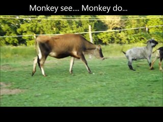Cow and Goat Butting heads