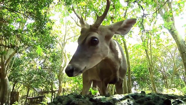 HÁBITAT 7 - Recuperación y Aprovechamiento de Fauna Silvestre