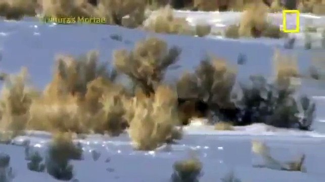 Lobos Selvagem - Predadores mortais