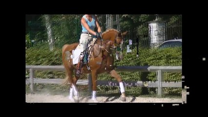 FEI Dressage pony Aladin