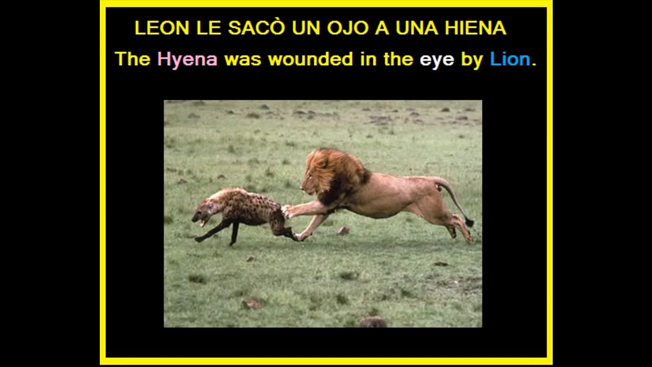 LEON SACA UN OJO A HIENA
