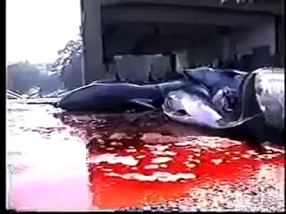 FISH - PETA Vegan (Omega 3 Flax Oil) Scubadive Dolphins Whale Wars Sea Shepherd Cove BP Oil Spill