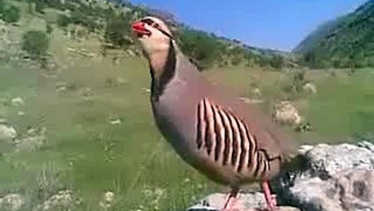 Chakor The Beautiful National Bird Of Pakistan - Pakistan Videos