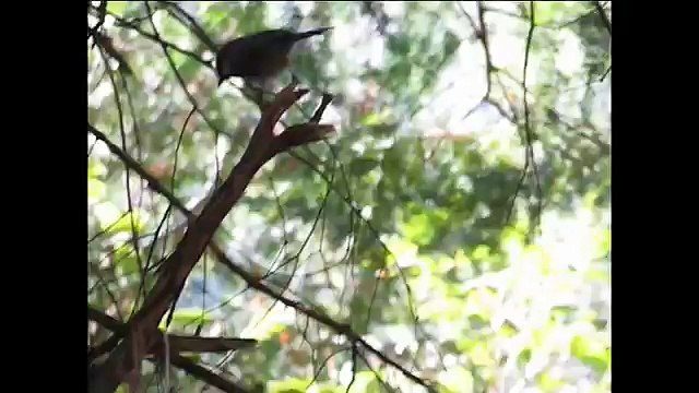Chants de Mésanges, nature et mon chien avec écureuil