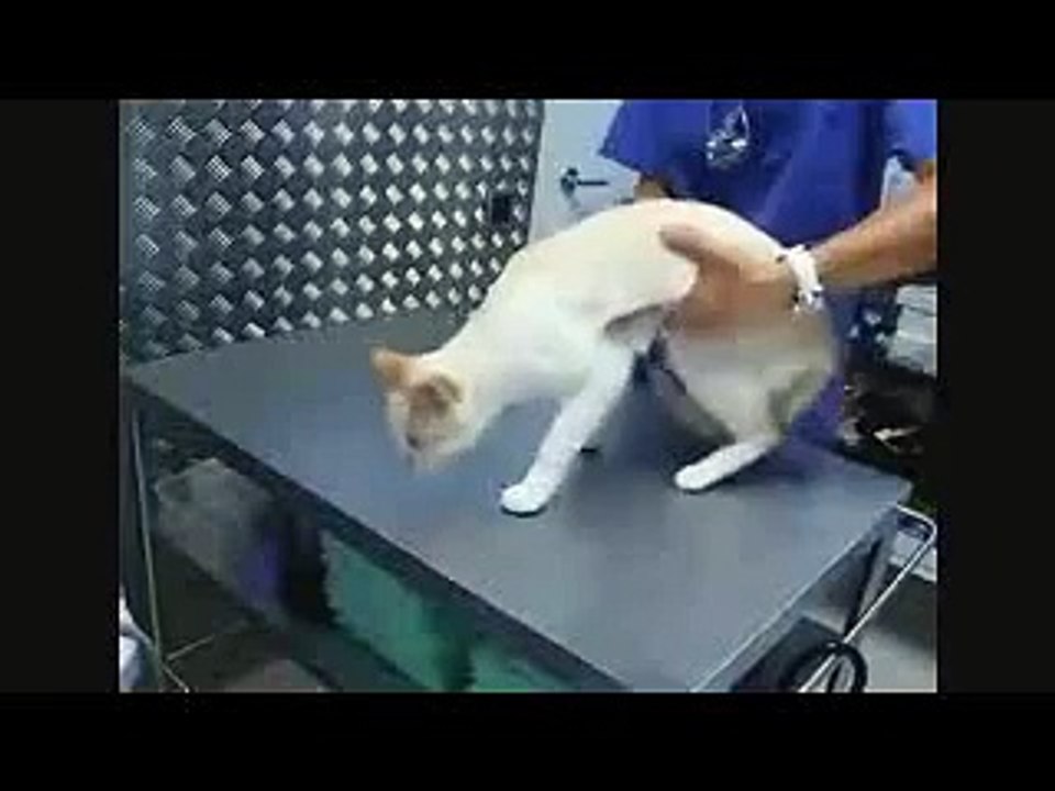 How To Hypnotize Your Cat   Funny Trick