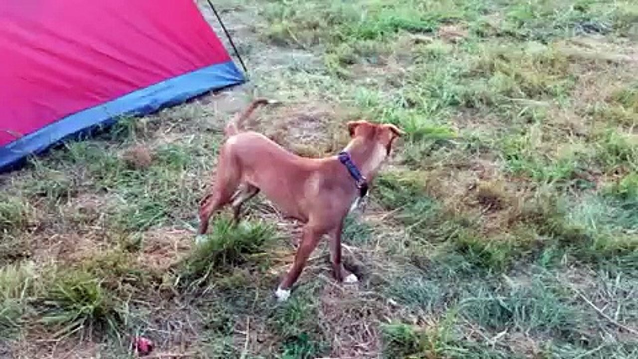 Dog camping