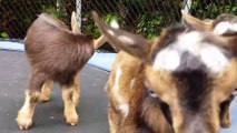 Baby goats on a trampoline