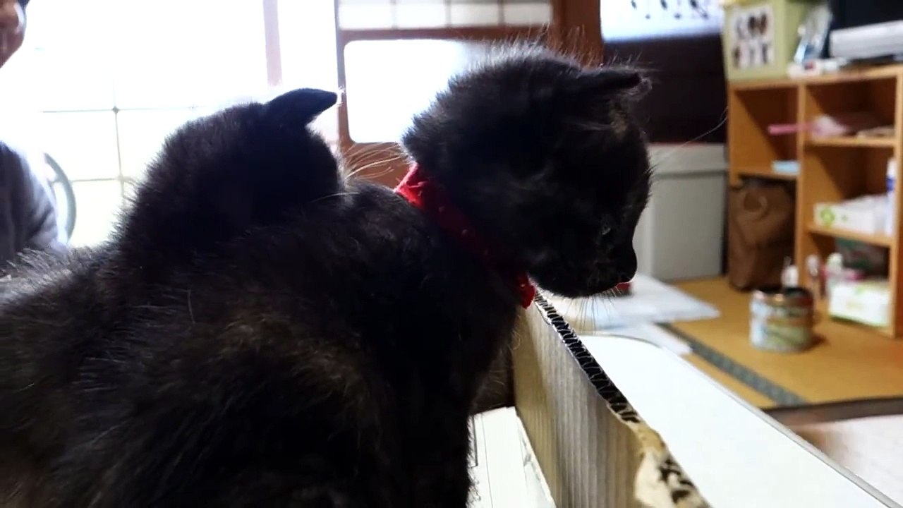 保護猫１