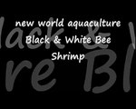 Black & White Bee Shrimp