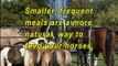 Feed Smart Automatic Horse Feeders - Nordheim Farm, La Grange Tx. Bought Second Feeder