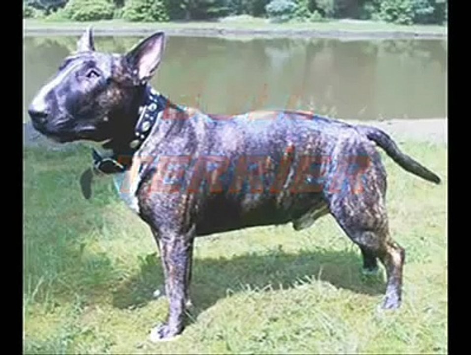 Türk Kangal Belgeseli köpeklerin efendisi Kangal