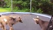 Funny Goats jumping on trampoline