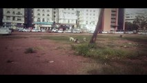 Pack of Indian Street Dogs playing In Goa - Dogs just wanna have fun!