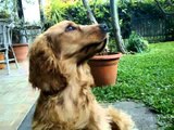 İngiliz Cocker Spaniel