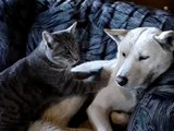 DOG-Massaging CAT Clip 2 of 2