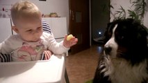 Bernese mountain dog - cute baby feeding dog