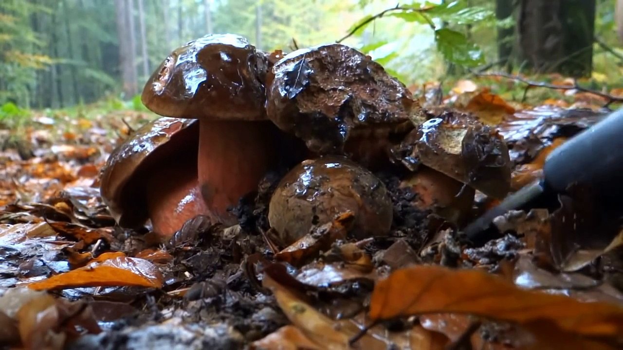 Boletus erythropus fascinating fungi finding and brushing