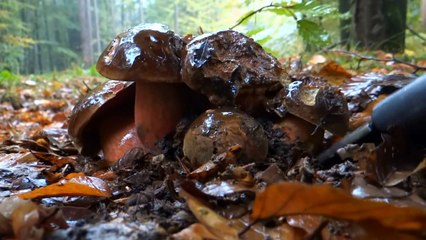 Boletus erythropus fascinating fungi finding and brushing