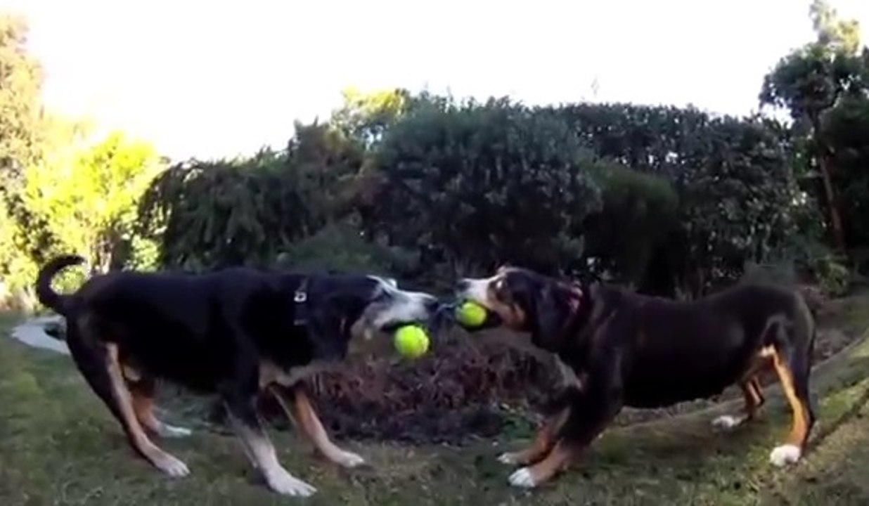 Entlebucher Dağ Köpeği