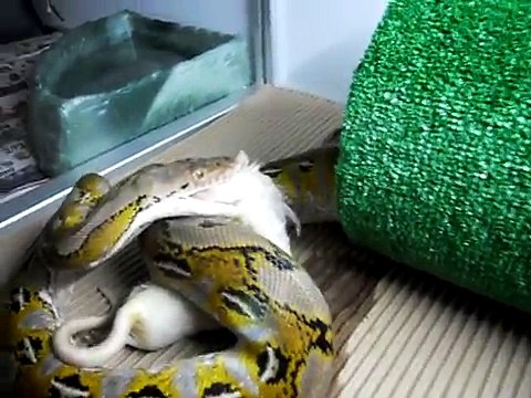 Platinum reticulated python feeding