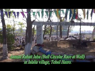 "..Bull Race Show.."_..." - Adnan Ali Abbas