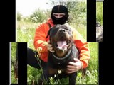 Rottweiler Demo zuverlässiger Schutzhund